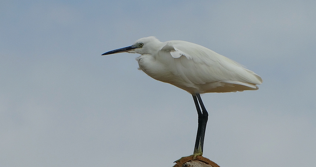 Czapla nadobna (Egretta garzetta)