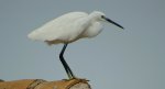 Czapla nadobna (Egretta garzetta)