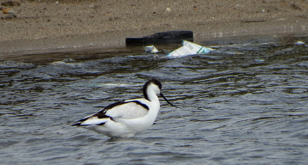 Szablodziób zwyczajny, szablodziób (Recurvirostra avosetta)
