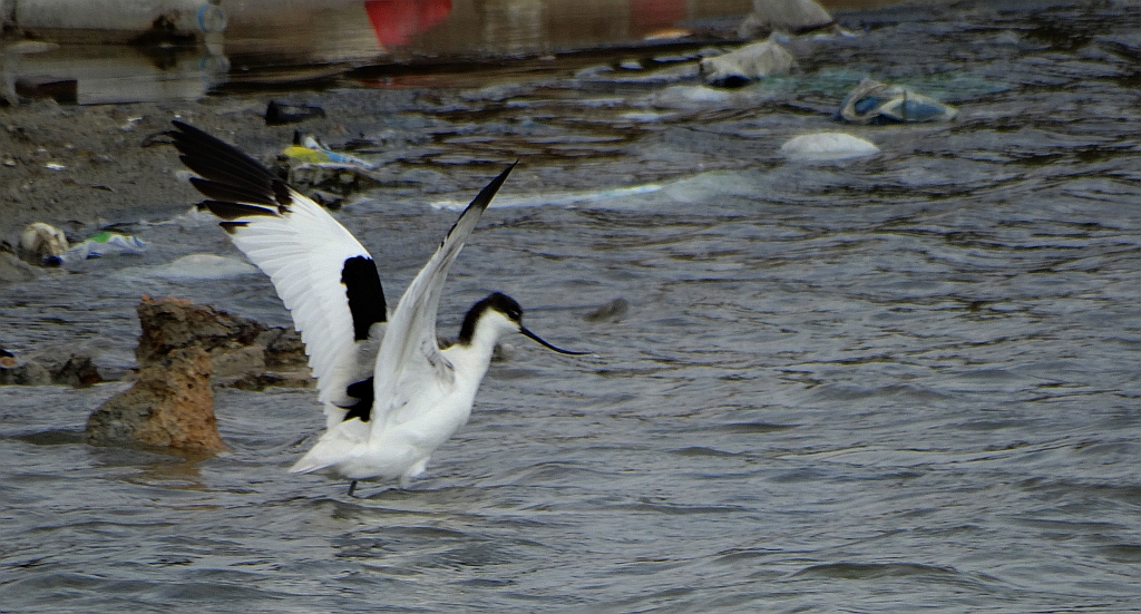 Szablodziób zwyczajny, szablodziób (Recurvirostra avosetta)
