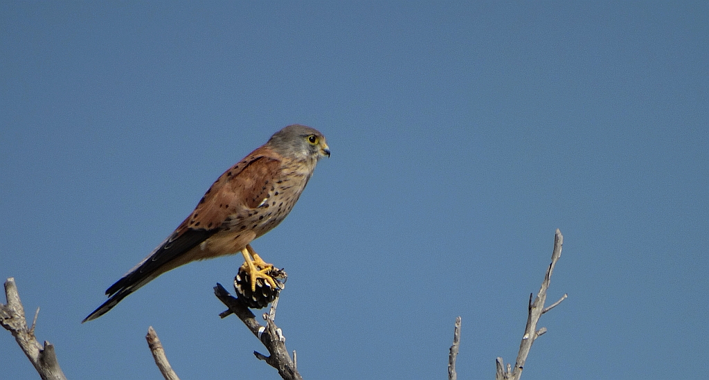 Pustułeczka, sokół pustułeczka, dzwonniczek pustułeczka, białoszpon (Falco naumanni)