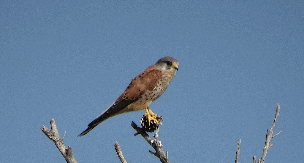 Pustułeczka, sokół pustułeczka, dzwonniczek pustułeczka, białoszpon (Falco naumanni)