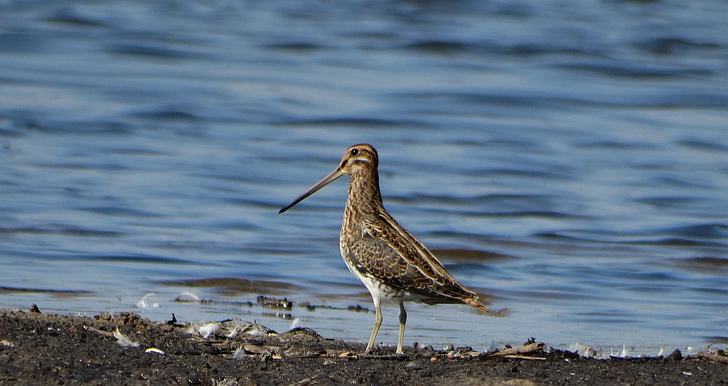 Kszyk (Gallinago gallinago)