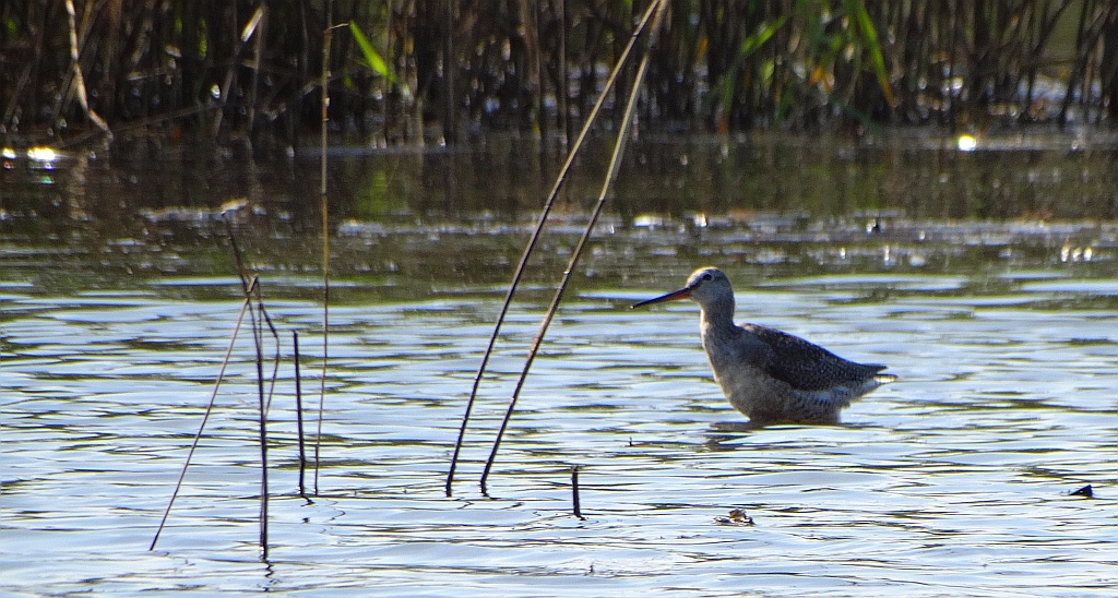 Brodziec śniady (Tringa erythropus)