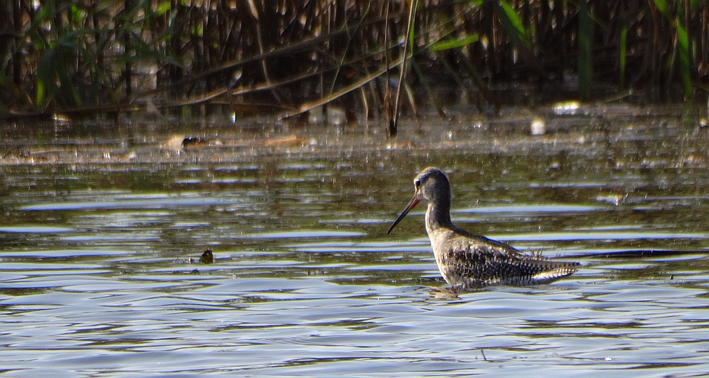 Brodziec śniady (Tringa erythropus)