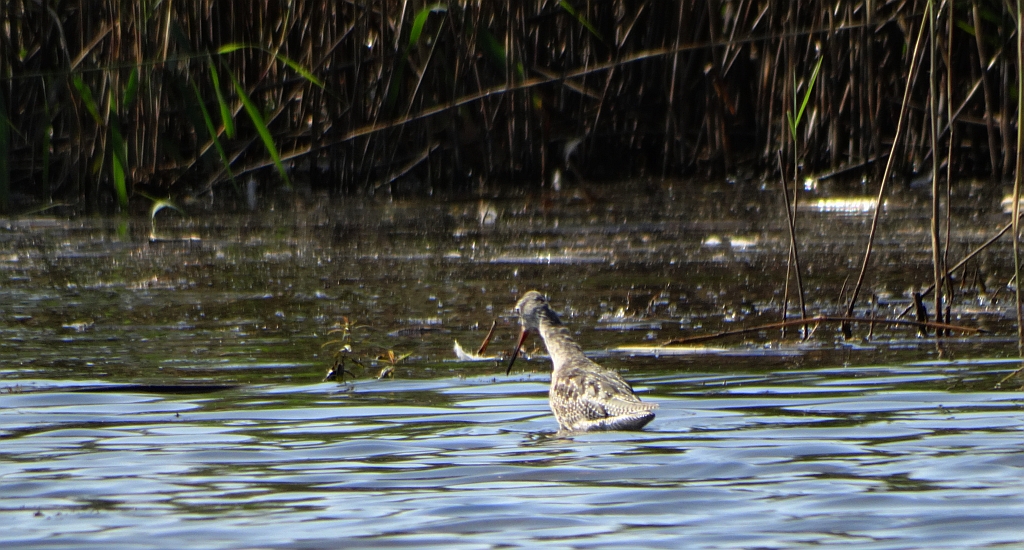 Brodziec śniady (Tringa erythropus)