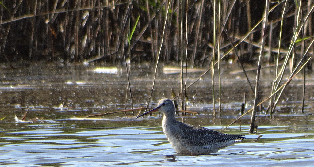 Brodziec śniady (Tringa erythropus)