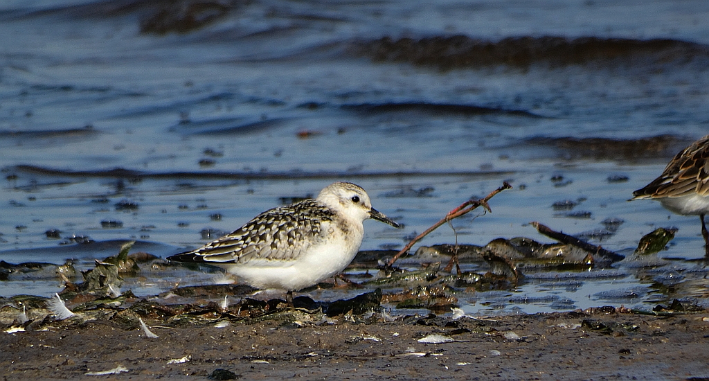 Piaskowiec (Calidris alba)