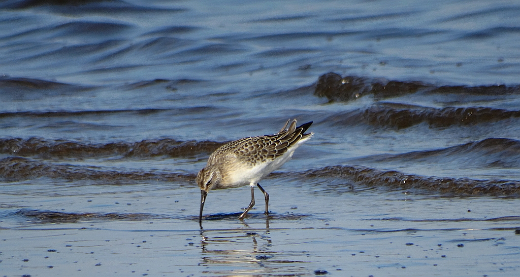 Biegus krzywodzioby (Calidris ferruginea)