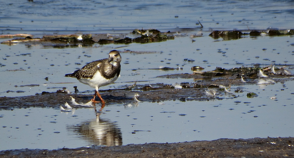 Kamusznik zwyczajny, kamusznik (Arenaria interpres)