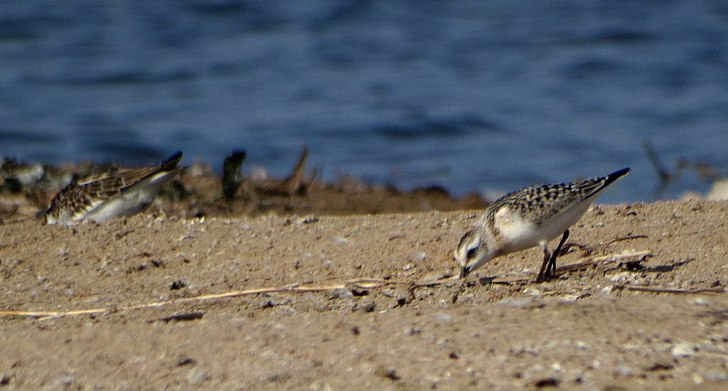 Piaskowiec (Calidris alba)
