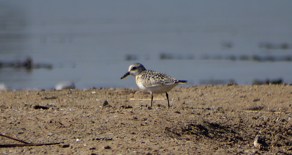 Piaskowiec (Calidris alba)