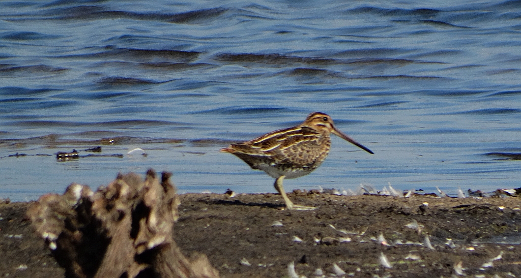 Kszyk (Gallinago gallinago)