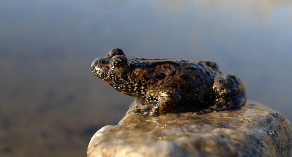 Kumak nizinny (Bombina bombina)