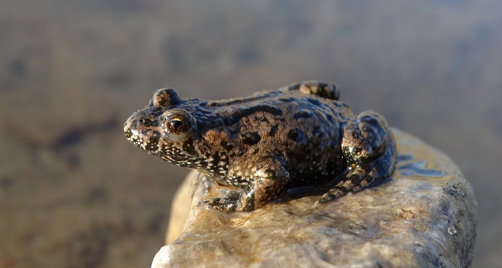 Kumak nizinny (Bombina bombina)
