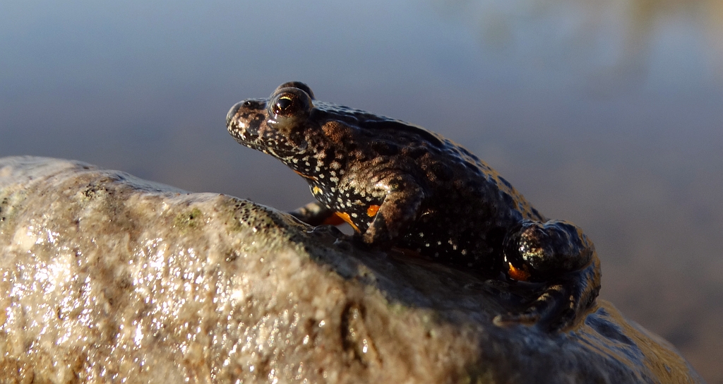 Kumak nizinny (Bombina bombina)