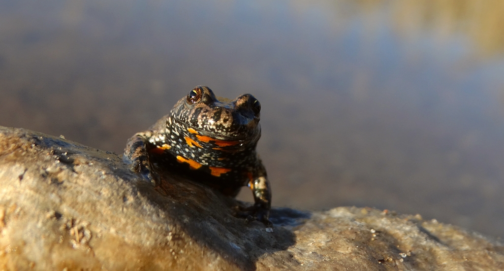 Kumak nizinny (Bombina bombina)