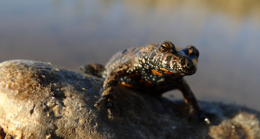 Kumak nizinny (Bombina bombina)