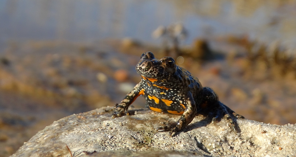 Kumak nizinny (Bombina bombina)