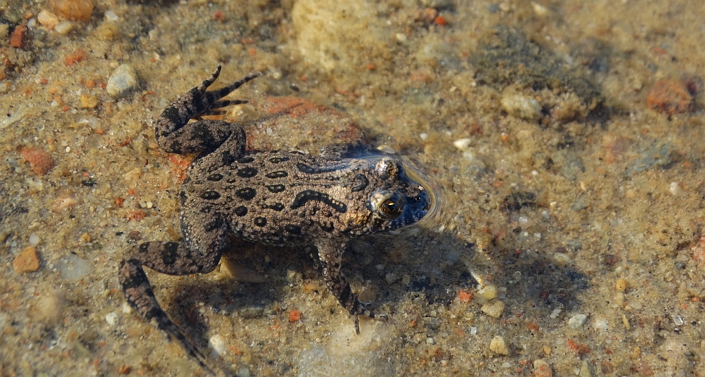 Kumak nizinny (Bombina bombina)