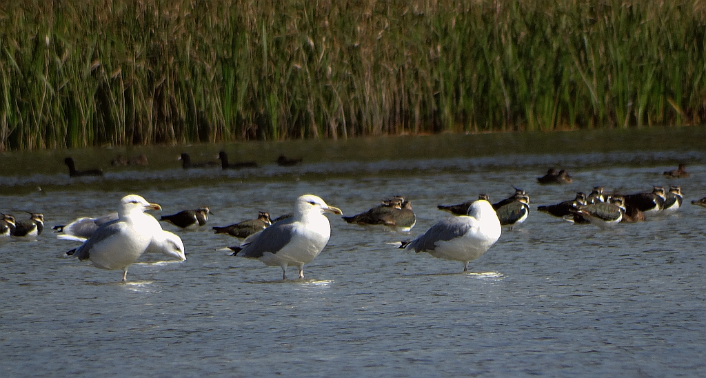 Mewa żółtonoga (Larus fuscus)
