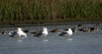 Mewa żółtonoga (Larus fuscus)