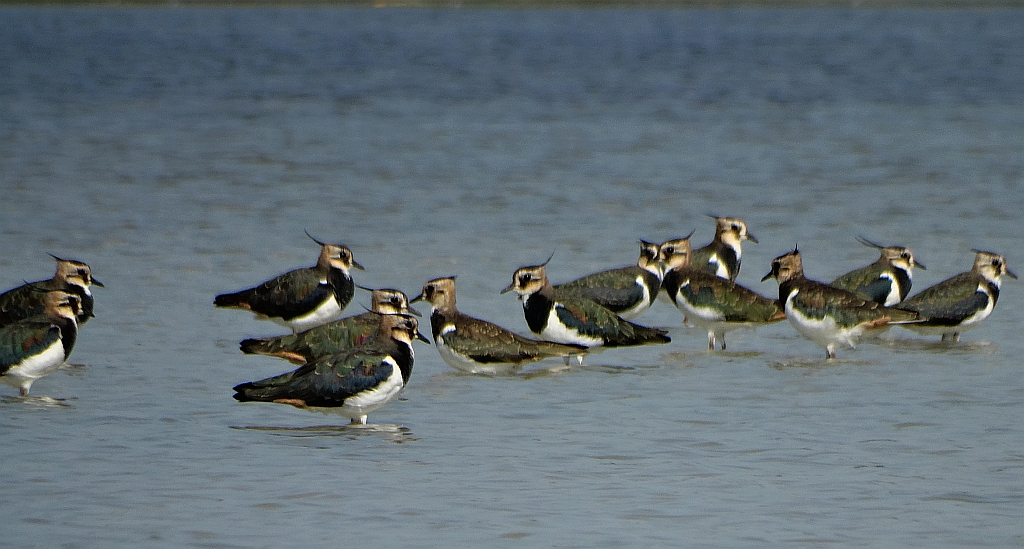 Czajka zwyczajna, czajka, czajka pospolita (Vanellus vanellus)