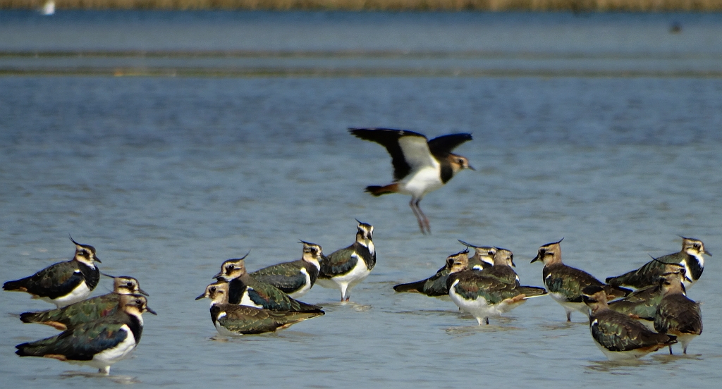 Czajka zwyczajna, czajka, czajka pospolita (Vanellus vanellus)