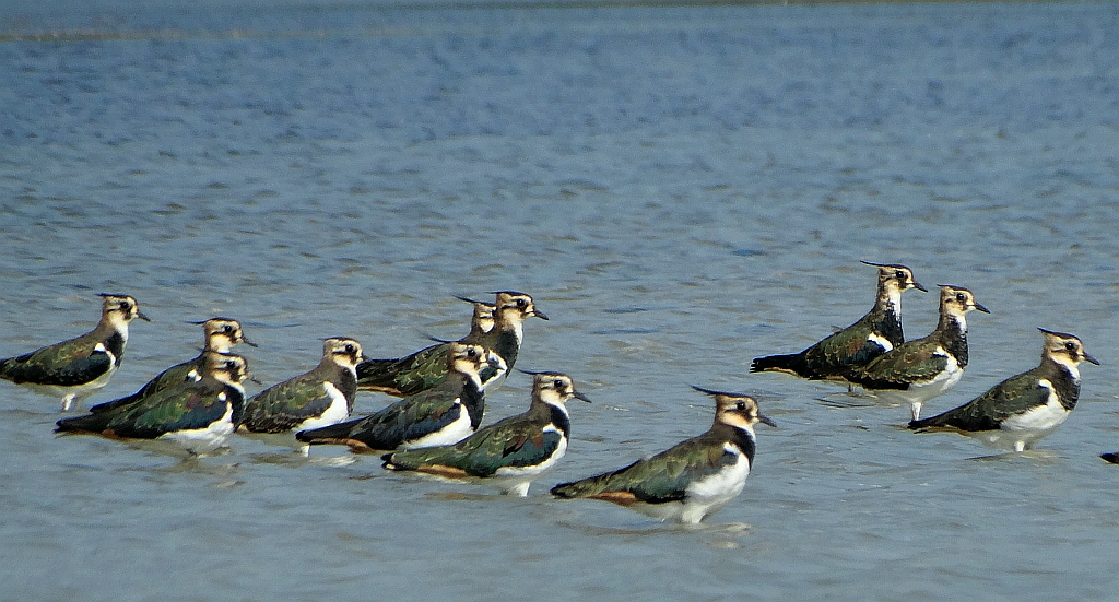 Czajka zwyczajna, czajka, czajka pospolita (Vanellus vanellus)