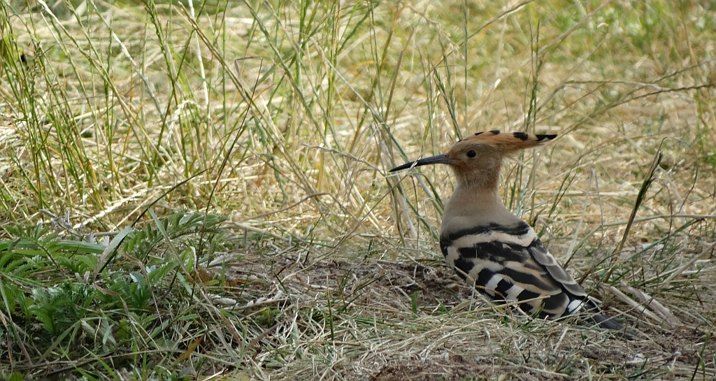 Dudek, dudek zwyczajny (Upupa epops)