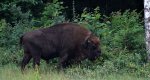 Żubr (Bison bonasus)