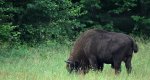 Żubr (Bison bonasus)