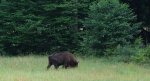 Żubr (Bison bonasus)