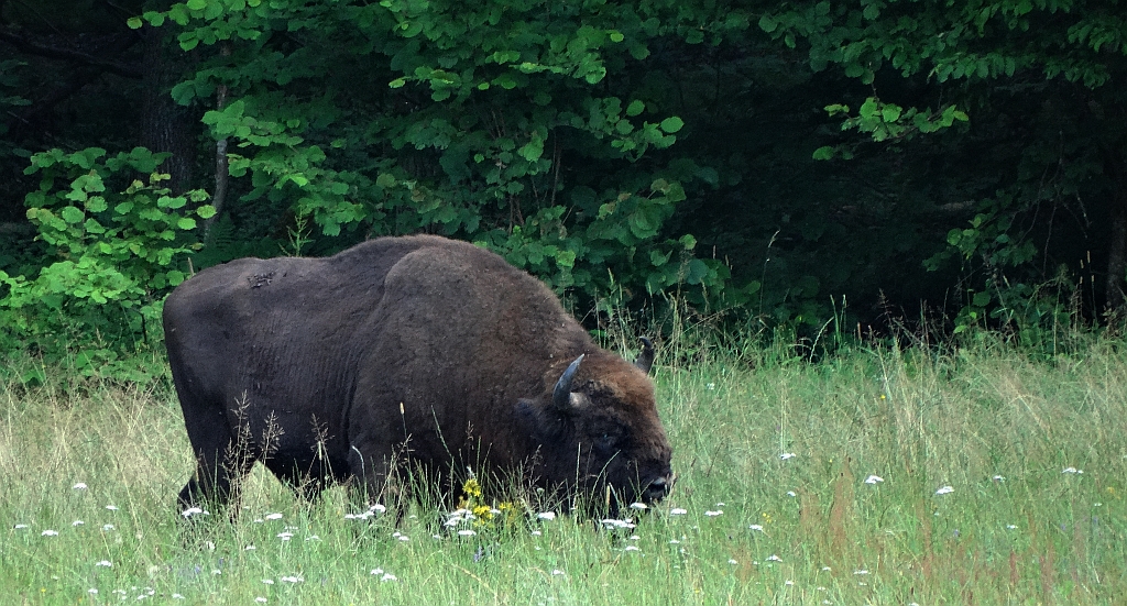 Żubr (Bison bonasus)