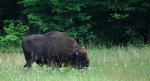 Żubr (Bison bonasus)