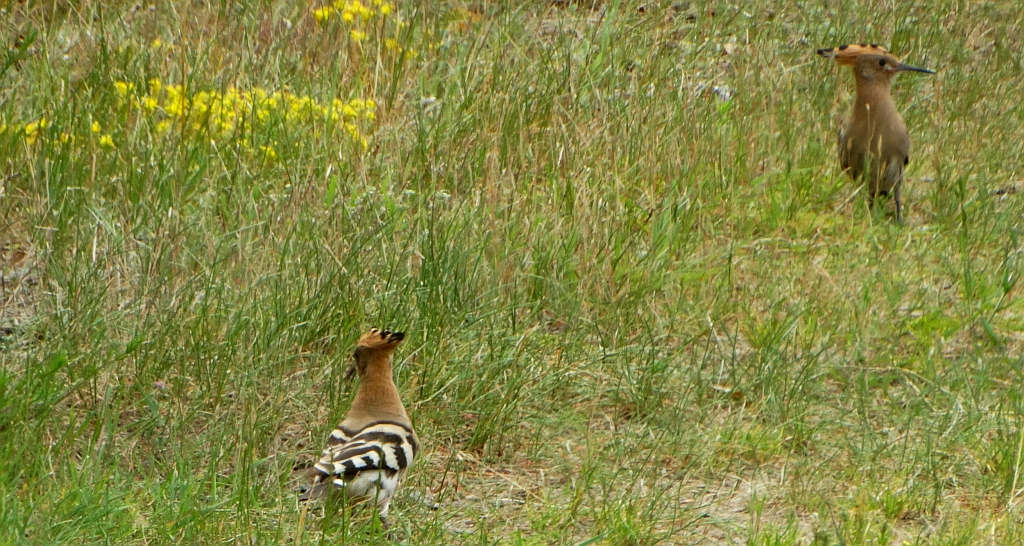 Dudek, dudek zwyczajny (Upupa epops)