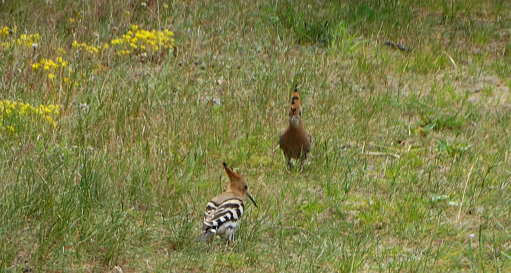 Dudek, dudek zwyczajny (Upupa epops)