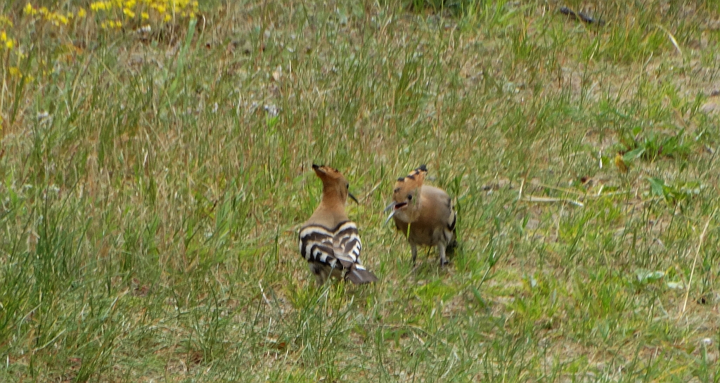 Dudek, dudek zwyczajny (Upupa epops)