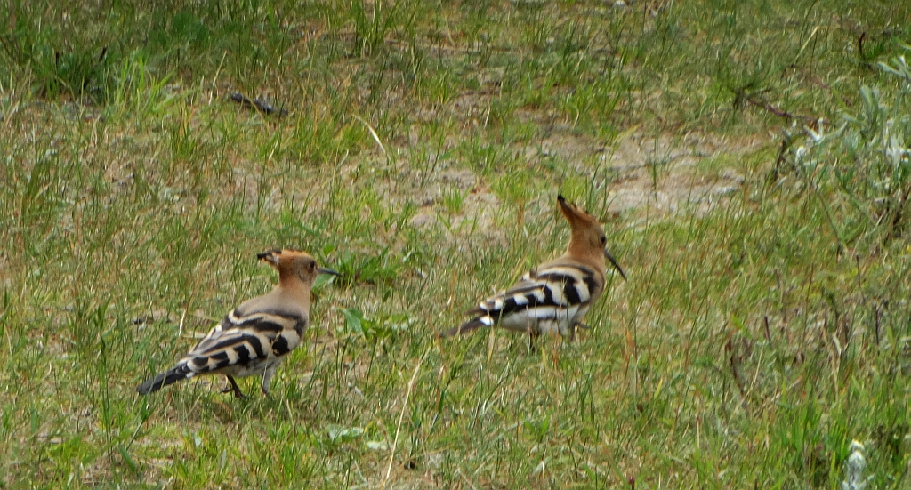 Dudek, dudek zwyczajny (Upupa epops)