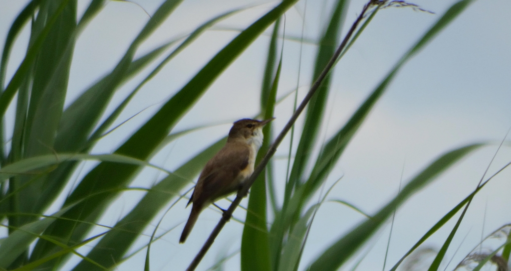 Trzcinniczek zwyczajny, trzcinniczek, trzcionka (Acrocephalus scirpaceus)