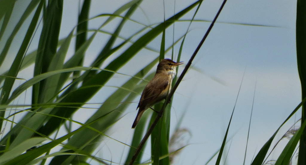 Trzcinniczek zwyczajny, trzcinniczek, trzcionka (Acrocephalus scirpaceus)