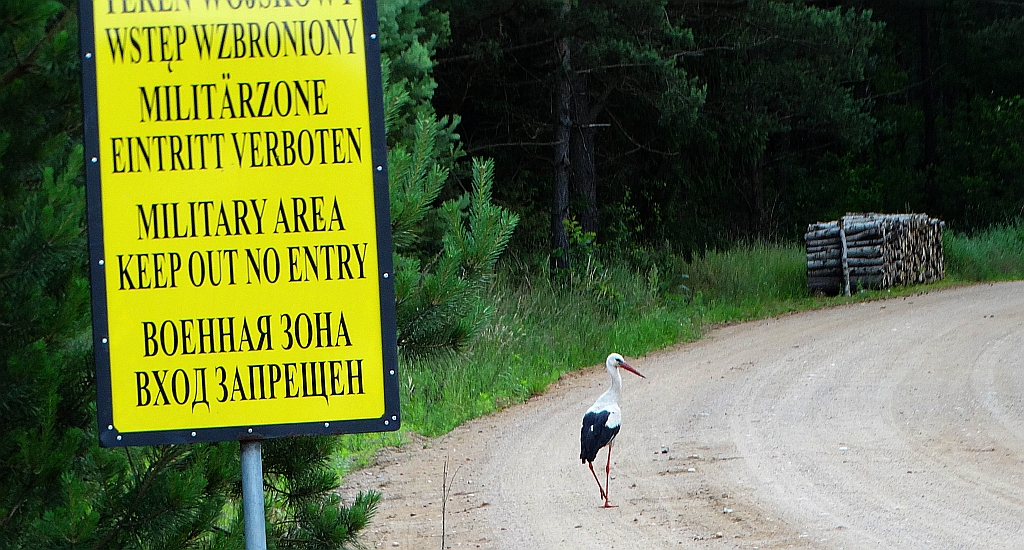 Bocian biały (Ciconia ciconia)