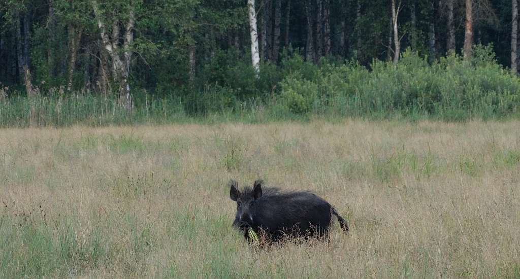 Dzik (Sus scrofa)