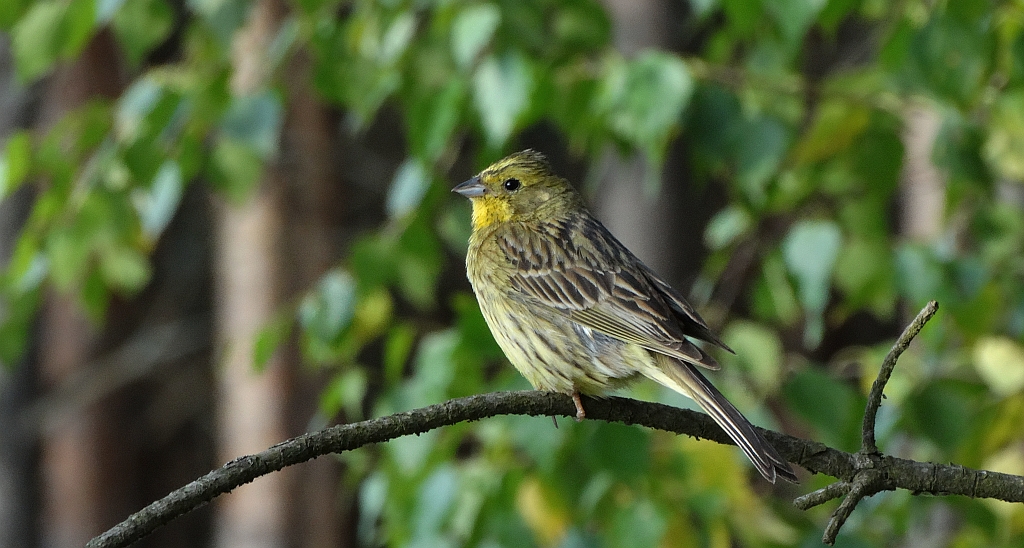 Trznadel zwyczajny, trznadel, trznadel żółtobrzuch (Emberiza citrinella)