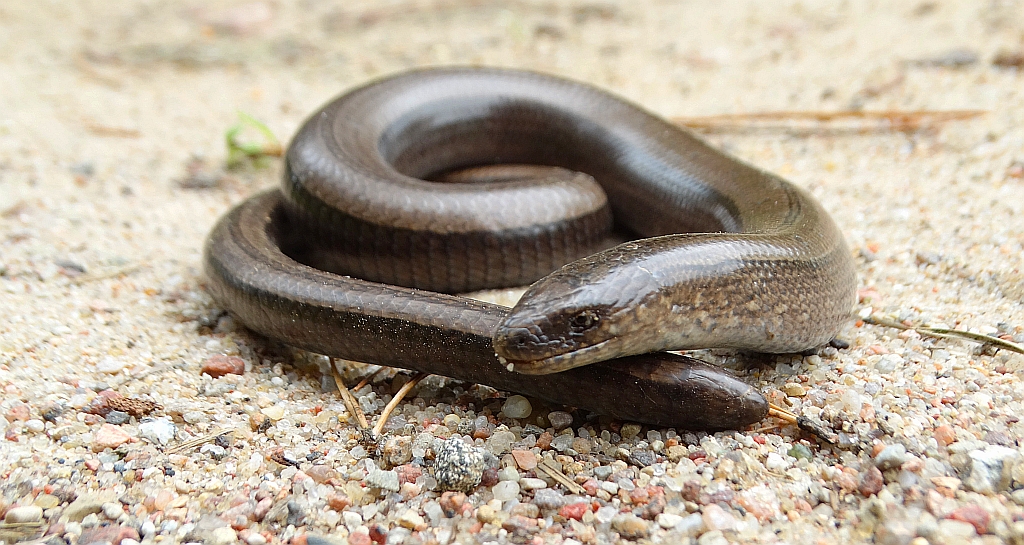 Padalec zwyczajny (Anguis fragilis)