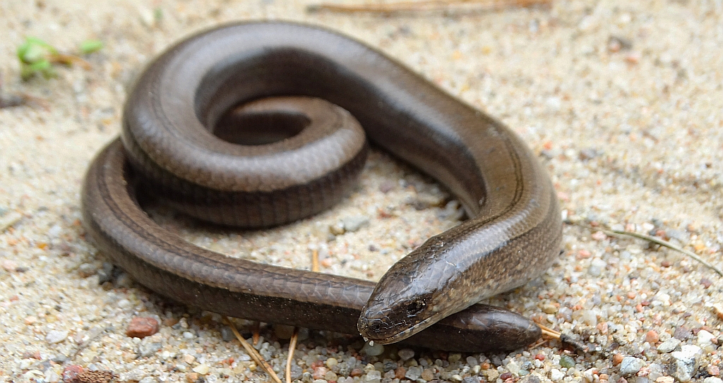 Padalec zwyczajny (Anguis fragilis)
