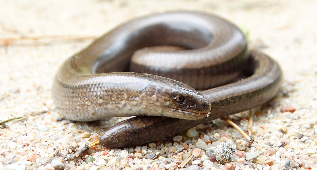 Padalec zwyczajny (Anguis fragilis)