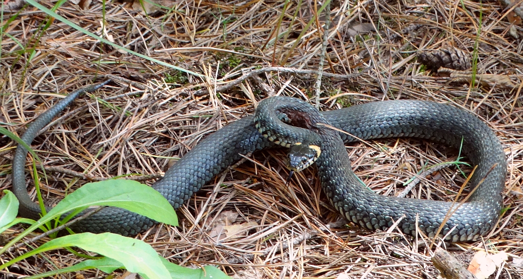 Zaskroniec zwyczajny (Natrix natrix)