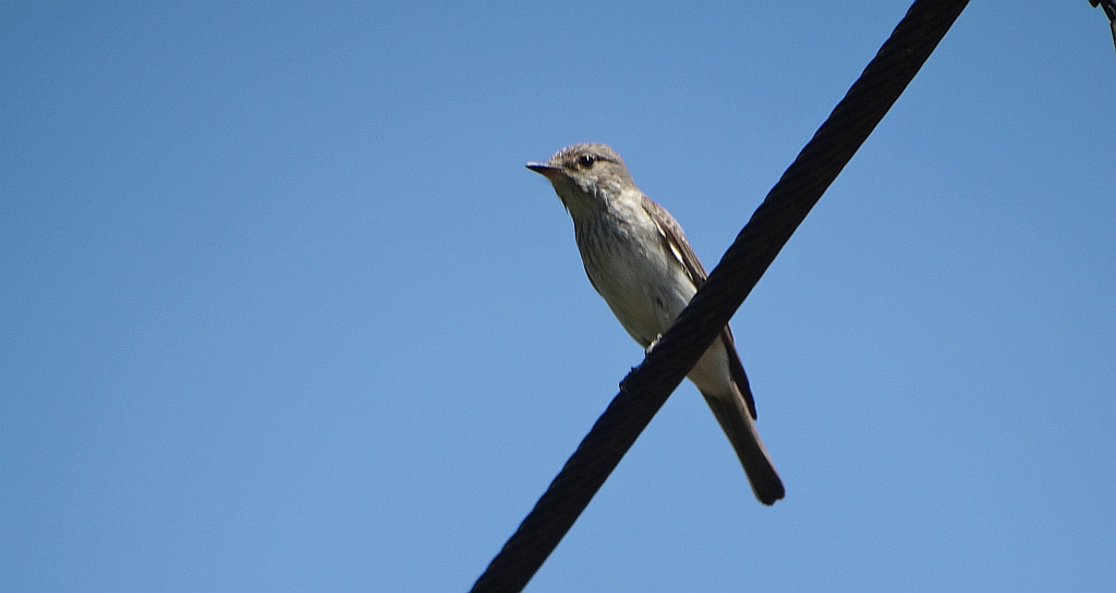 Muchołówka szara (Muscicapa striata)