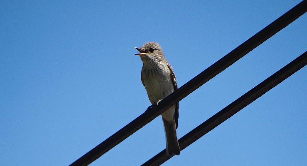 Muchołówka szara (Muscicapa striata)